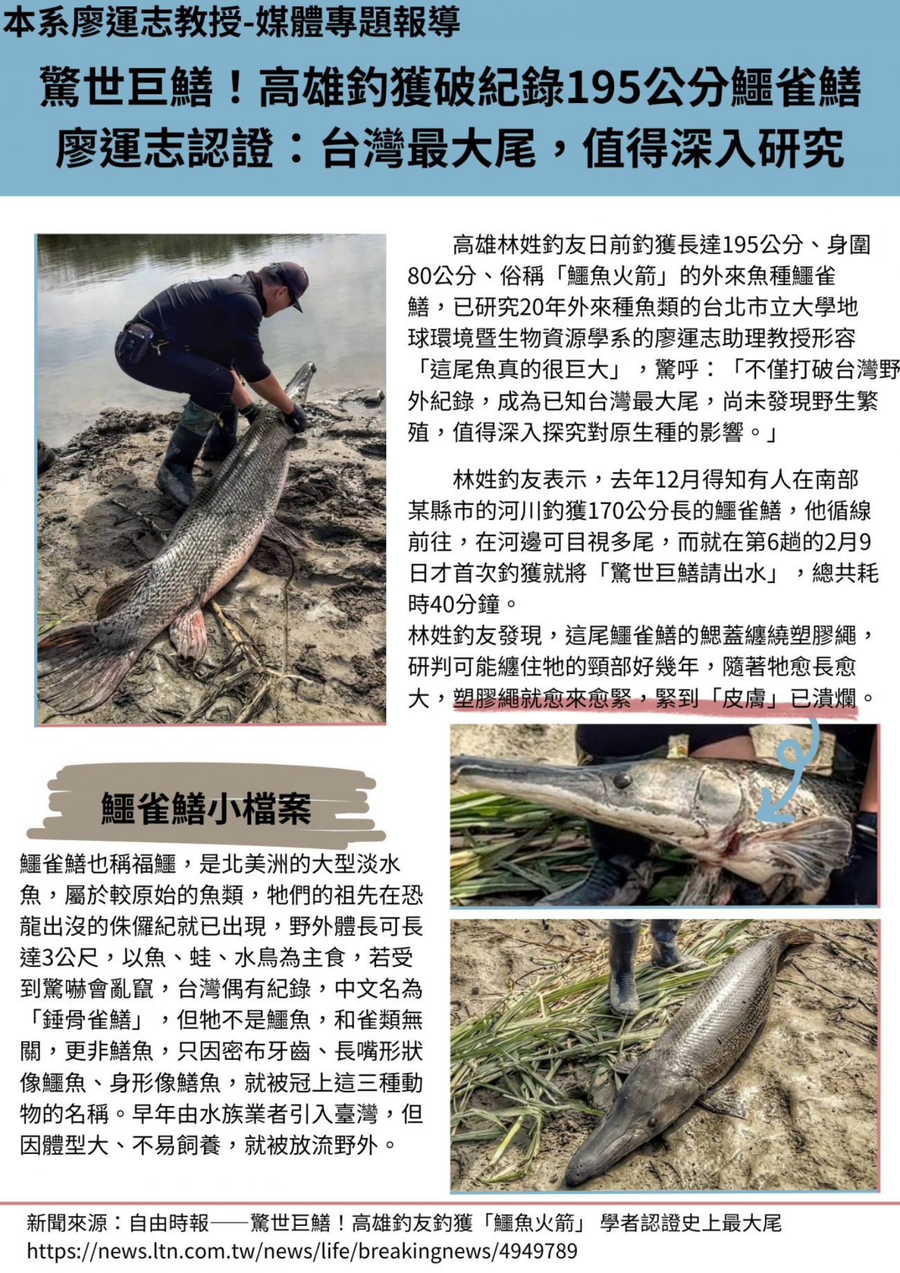打狗異鰭鱵.png